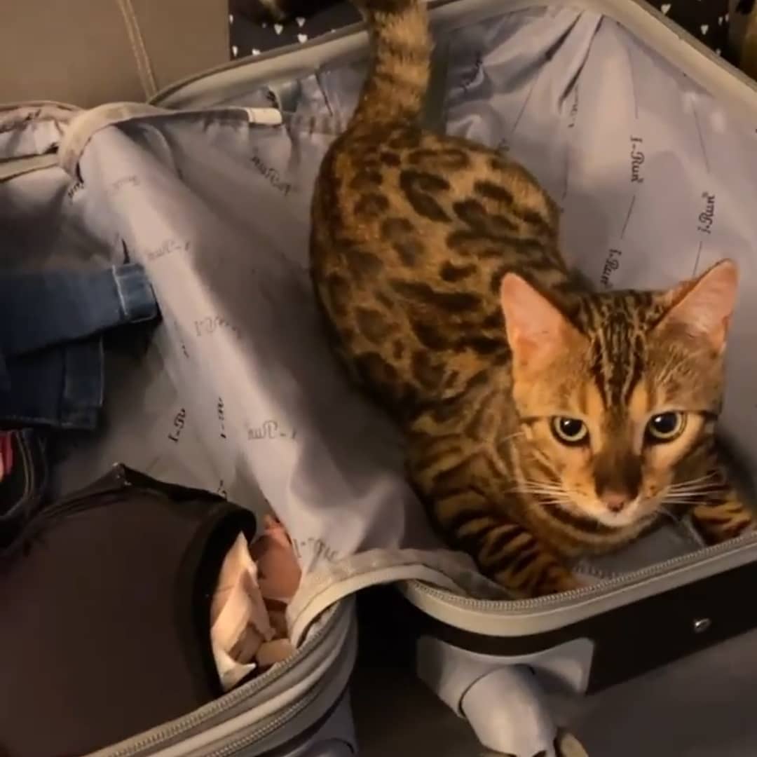 Click da mamãe @giibarretto do Apolo querendo viajar com ela.